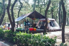 연곡해수욕장서 솔향기 휴식...강릉 주문진맛집서 미각투어