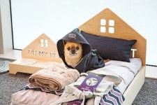 반려동물 시대, 애견 동반 호텔은 어디?