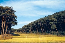 추석 연휴 막바지 솔향 가득한 안면도 자연휴양림에서 힐링 여행, 맛집 투어는 필수