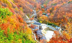 황금연휴가 아쉽다면... 충청북도 영동에서 가을여행 어때요?