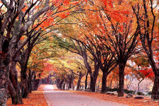 내장산 단풍 지금이 절정...아기단풍 터널 별천지