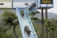 겨울 스포츠 여행, 스키와 펜션의 모든 것 (3)