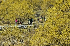 남도여행, 산수유 피는 산골 구례는 지금 노오랗다