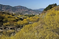 남도여행, 산수유 피는 산골 구례는 지금 노오랗다