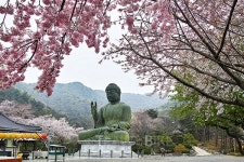 지하철 타고 가는 꽃놀이 명소 (1)천안 왕지봉