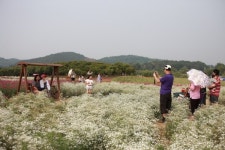 봄에 떠나는 인천 서구 여행 가족과 함께 맛집까지