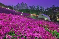 100만그루 철쭉의 위엄! 지하철 타고 가는 꽃놀이 여행지 (7)군포 수리산 철쭉동산
