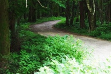 한국관광공사 선정 국내여행지 100선, 제주 숲길 따라 6월 여행