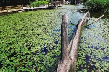 사랑과 낭만 찾아 떠나는 춘천 남이섬 인근 맛집에서 미각 힐링까지 경험해요