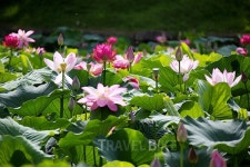 [지금 이 시각] 관광객 발길 유혹 정읍 피향정 연꽃 향기에 취하다!