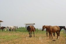 아이들과 함께 안성 나들이, 설렁탕 맛집까지 가볼까?