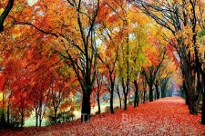 깊어가는 가을, 내장산의 붉은 유혹에 취해 볼까?