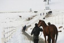 말들의 낙원 고양 원당목장과 일산 맛집