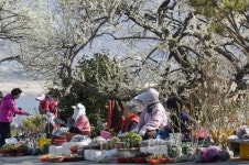 전국이 매화 세상, 봄 따라 즐기는 매화축제 나들이