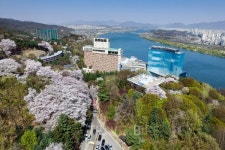 미세먼지 피해 꽃캉스…봄꽃 명소 호텔은?