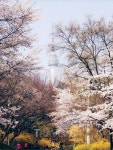 서울 시내 꽃길 데이트 (1)지하철로 떠나는 꽃길 베스트12