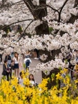 서울 시내 꽃길 데이트 (2)드라이브로 즐기는 벚꽃길 베스트4