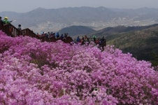 봄꽃축제와 함께 즐기는 지역 대표 미식 꼭 맛봐야 할 음식은?