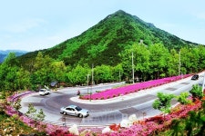 전국 철쭉제 어디? 봄이 깊어진 자리, 환하게 피어난 철쭉
