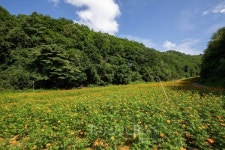 용평리조트, 평창 발왕산 알파카 골드팜 오픈