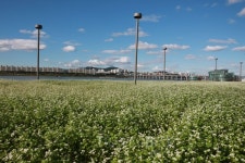 가을엔 설렘 가득한 한강 서래섬 메밀꽃 축제