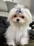 경기도, 김동연 지사 이름 지은 동주 포함 구조견 456마리 입양 완료