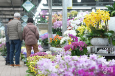 [포토] 경칩 D-1...양재 꽃 시장에 봄꽃 활짝