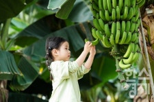 제주신라호텔, 가족 고객 위한 바나나 농장 체험 선봬