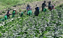 [사진으로 보는 오늘] 긴장되는 9월 모의고사·고랭지 배추 출하