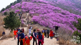 진달래 군락지 여수 진례산→영취산으로 명칭 통일