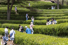 천년 차(茶) 약속…보성다향대축제 5월2일 팡파르