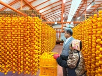 달콤한 가을, 상주시 외남면에 감이 익다