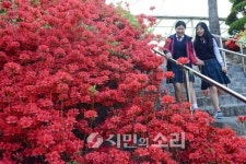 [포토]붉게 물든 철쭉 동산의 봄내음