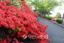 [포토]붉게 물든 철쭉 동산의 봄내음