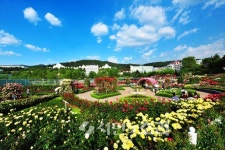 5월 조선대학교 장미꽃으로 물들어