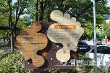 차보다 사람, 걷고 싶은 광주(5) 낭만이 있는 대전 시청 앞 가로수길