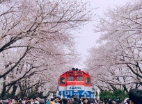[포토]흩날리는 벚꽃 향연, 진해군항제 개막