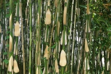 담양 한국대나무박물관에 뭐가 있을까?