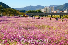광양 서천변 코스모스길 9월의 걷고 싶은 길 선정