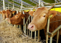 구제역 백신 접종 전남 소 33마리 폐사·유산