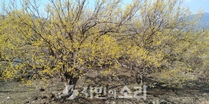 [포토]산수유, 노란 봄을 피워내다