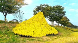 장성 황룡강 노란꽃잔치, 5일 팡파르