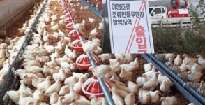 고병원성 AI 영암 오리농장서 의심 사례 발생
