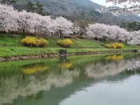 화순 만연산 동구리 호수 활짝 핀 벚꽃 수채화같구나