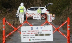 영암 육용오리농장서 조류독감 항원 나와