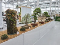 순천만가든마켓에서 조경수 분재전시회 개최