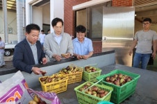 영암군, 대불하수처리장서 저품위 무화과 수매 한창
