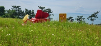 여수시, 화정면 꽃섬 하화도 둘레길에 핀 코스모스 눈길