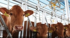 전남도, 소 럼피스킨병 비상...방역 상황실 가동