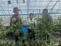 곡성군, 블루베리 조기재배로 농가소득 3배 이상 증대